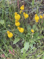 Calceolaria biflora