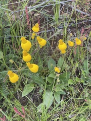 Calceolaria biflora