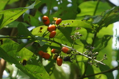 Aegiphila panamensis