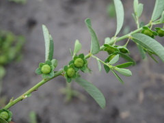 Phyllanthus polygonoides