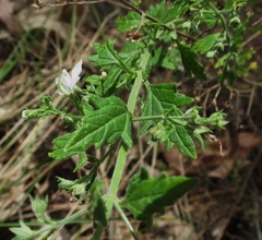 Teucrium corymbosum