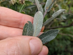 Salix brachycarpa