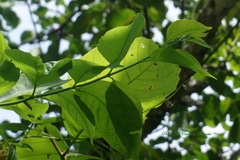 Aegiphila panamensis