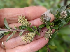Salix brachycarpa