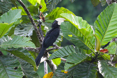 Anthracoceros malayanus