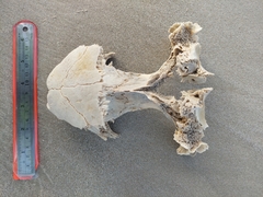 Caretta caretta