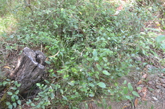 Jasminum simplicifolium