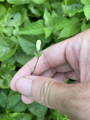 Asystasia gangetica