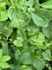 Asystasia gangetica