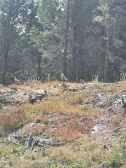 Theristicus melanopis