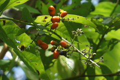 Aegiphila panamensis