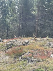 Theristicus melanopis