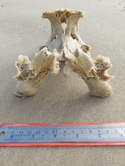 Caretta caretta