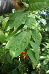 Aegiphila panamensis