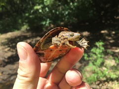 Sternotherus peltifer