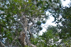 Melodinus phylliraeoides