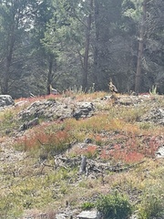 Theristicus melanopis