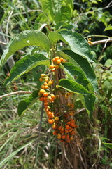 Aegiphila panamensis