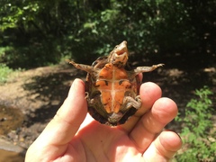 Sternotherus peltifer