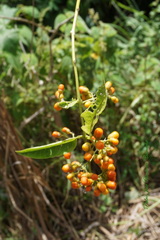 Aegiphila panamensis