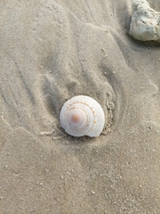 Architectonica nobilis