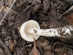 Amanita ocreata