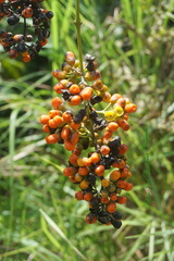 Aegiphila panamensis