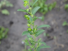 Phyllanthus polygonoides