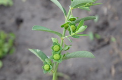 Phyllanthus polygonoides