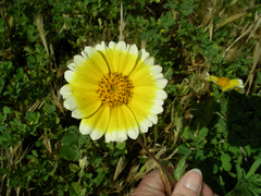 Layia platyglossa