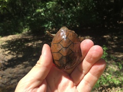 Sternotherus peltifer