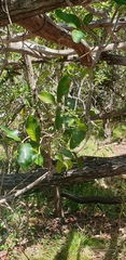 Gynochthodes myrtifolia