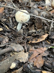 Amanita ocreata