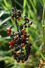 Aegiphila panamensis