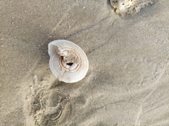 Architectonica nobilis