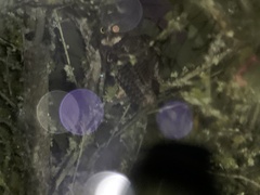 Megascops albogularis