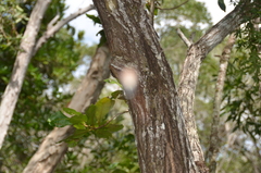 Acacia spirorbis
