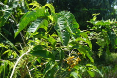 Aegiphila panamensis