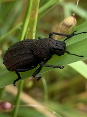 Sclerorinus