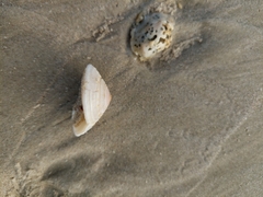 Architectonica nobilis