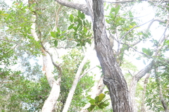 Acacia spirorbis
