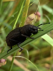 Sclerorinus
