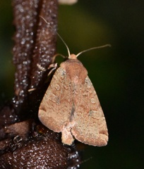 Conistra erythrocephala