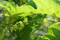 Aegiphila panamensis