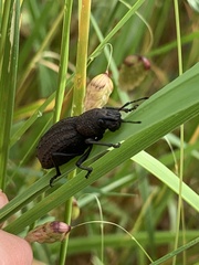 Sclerorinus