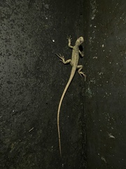 Iguana iguana