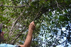 Melodinus phylliraeoides
