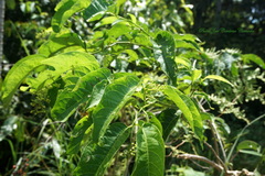 Aegiphila panamensis