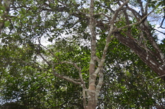 Denhamia fournieri