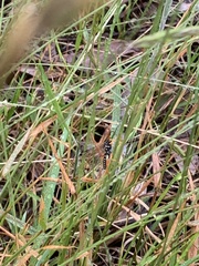 Echthromorpha intricatoria